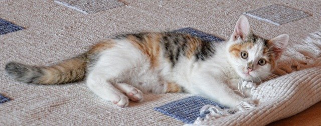 почистване на килим, ако имате котка